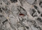 IMG 1767