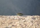 IMG 2743